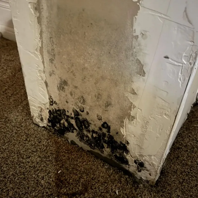Professional Mold Removal in Shasta County, CA